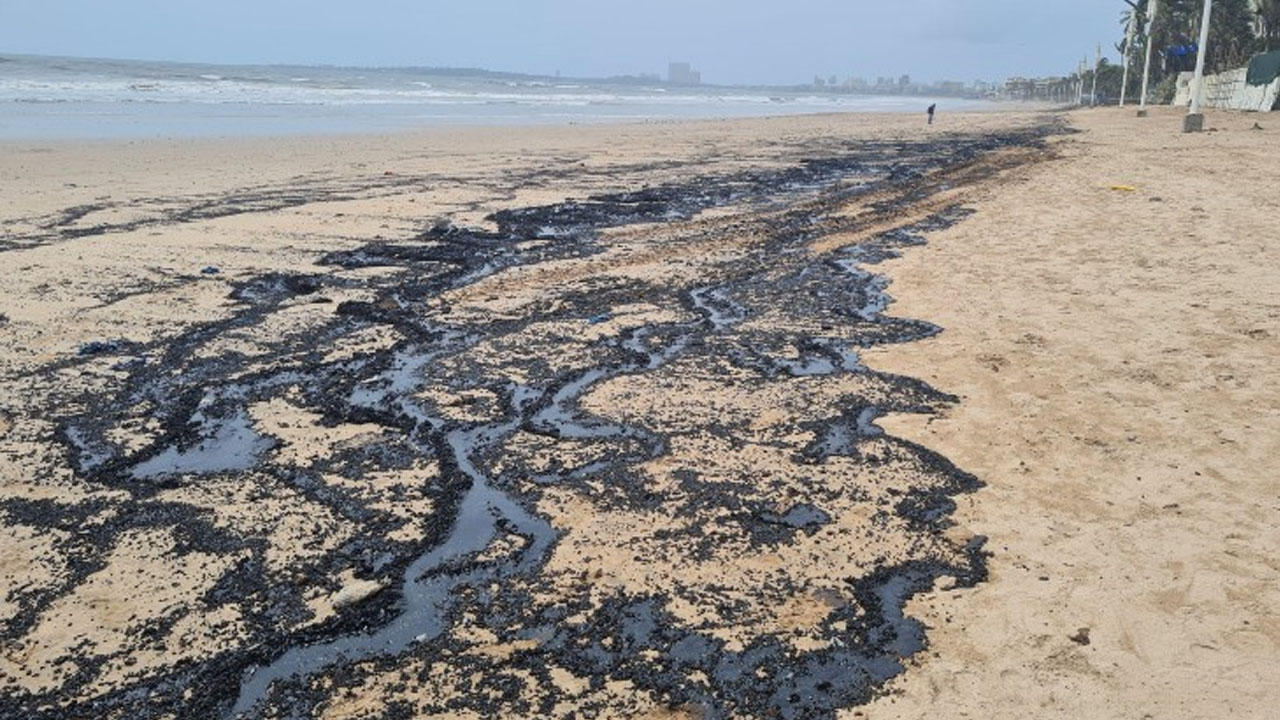 समुद्र में तेल के रिसाव के कारण जुहू बीच की रेत हुई काली, देखे वीडियो