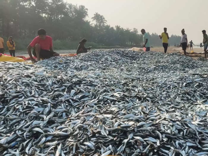 मछुआरों के जाल में एक बार में फंसी 15 टन मछलियां