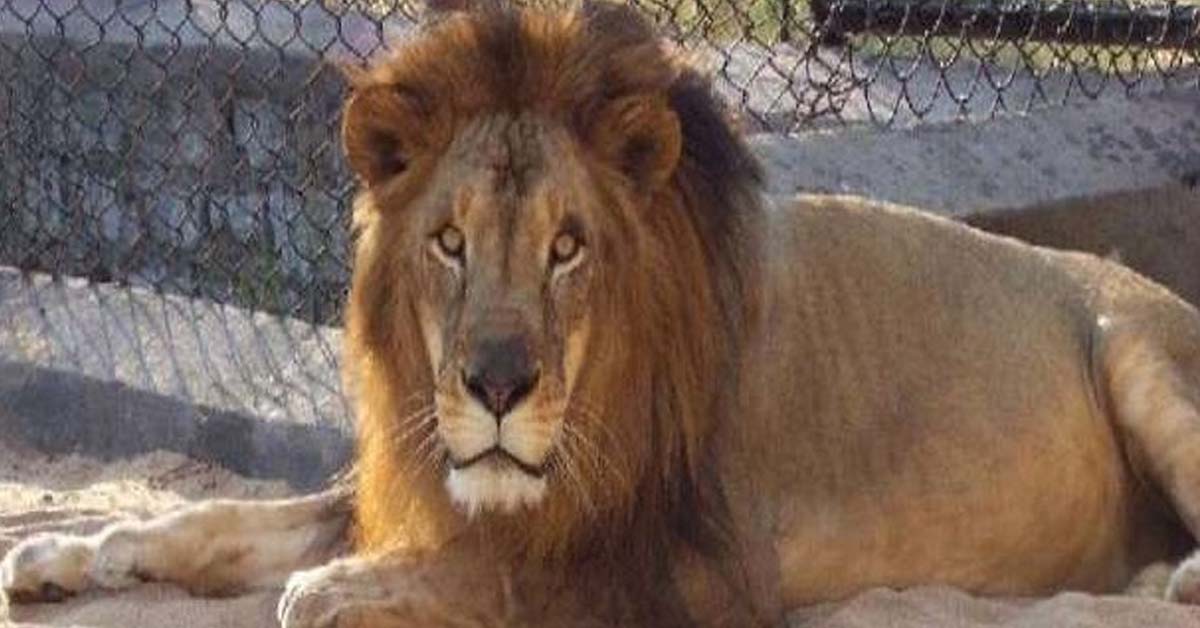 संजय गाँधी नेशनल पार्क में शेर की मौत