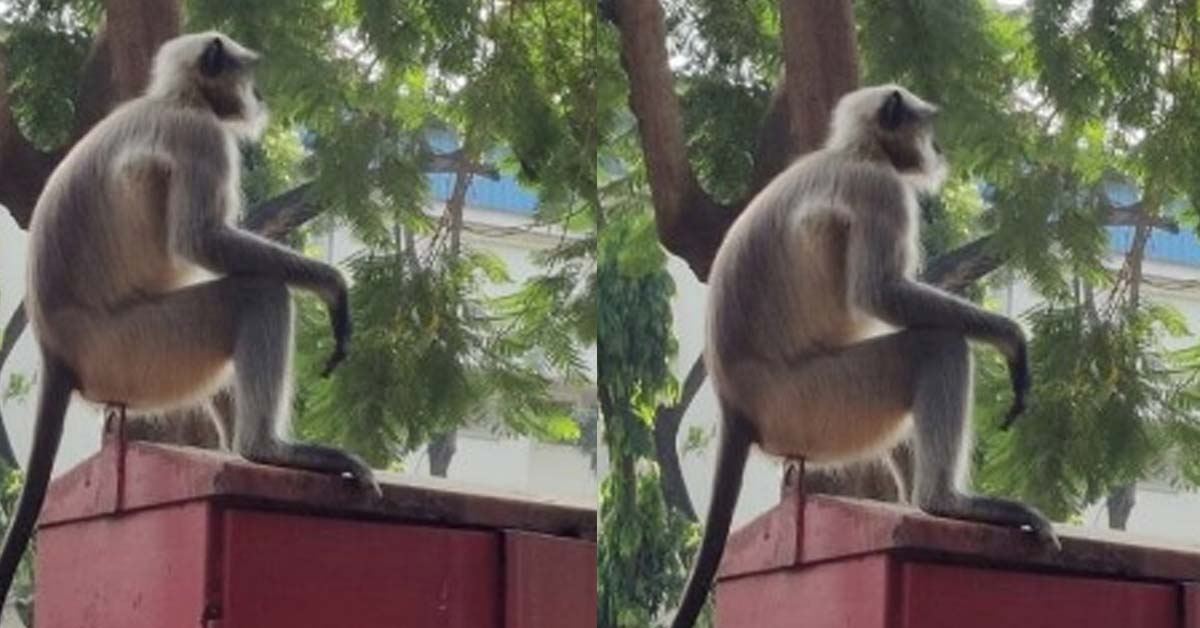 मुंबई के अँधेरी में बंदर के हमले में एक व्यक्ति गंभीर रूप से घायल
