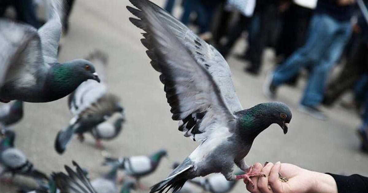 मुंबई पुलिस ने कबूतर चोर को किया गिरफ्तार, हाज़रज़ों में बेचता था एक कबूतर